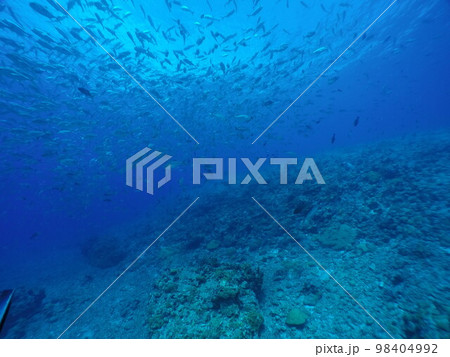 Scuba diving at Blue corner in Palau. Diving on the reefs of the Palau archipelago. 98404992