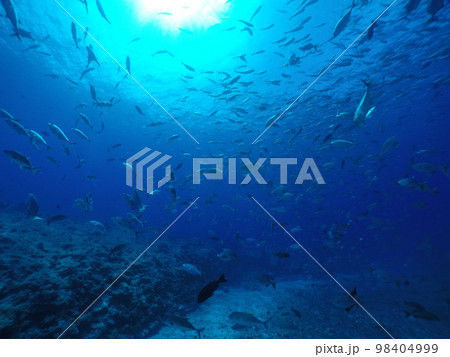 Scuba diving at Blue corner in Palau. Diving on the reefs of the Palau archipelago. Scuba diving at Blue corner in Palau. Diving on the reefs of the Palau archipelago. 98404999