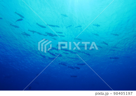 Scuba diving at Blue corner in Palau. Diving on the reefs of the Palau archipelago. 98405197