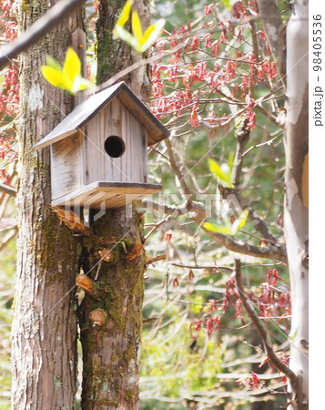 鳥の巣箱 98405536