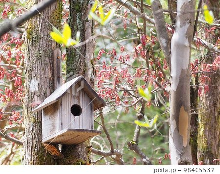 鳥の巣箱 98405537