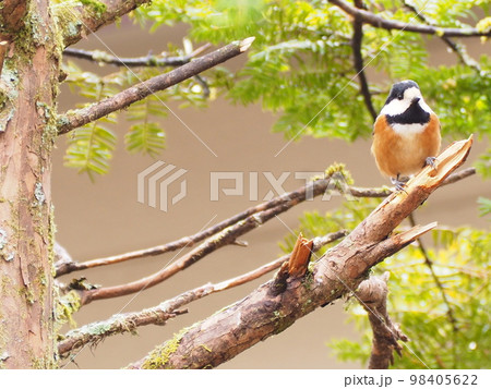 野鳥　ヤマガラ 98405622