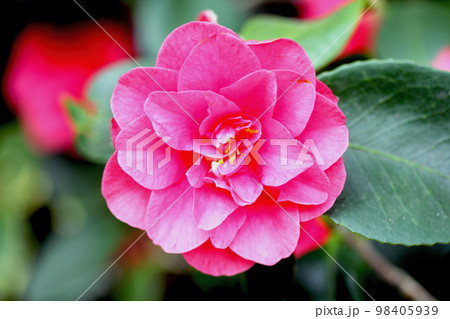 Camellia  (Camellia japonica) 98405939