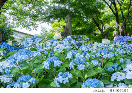 紫陽花が咲き誇る鎌倉・長谷 98406195