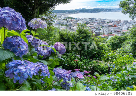 紫陽花が咲き誇る長谷から見た湘南 紫陽花が咲き誇る長谷から見た湘南 98406205