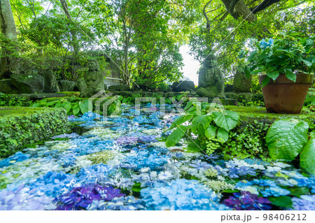紫陽花が咲き誇る鎌倉・長谷の花手水 紫陽花が咲き誇る鎌倉・長谷の花手水 98406212
