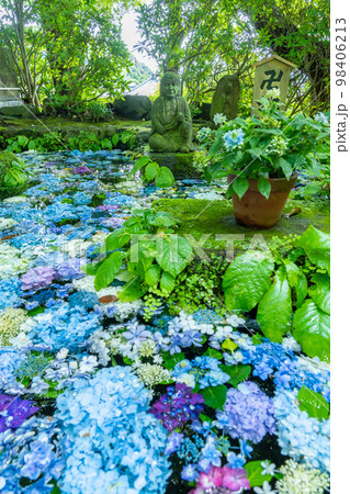 紫陽花が咲き誇る鎌倉・長谷寺の花手水 紫陽花が咲き誇る鎌倉・長谷寺の花手水 98406213