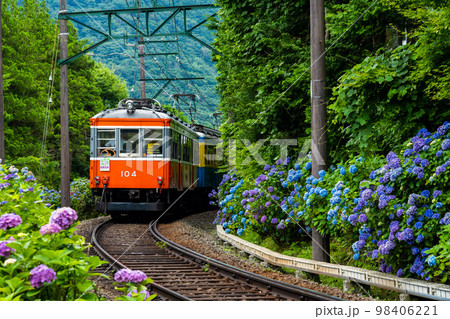 函館登山鉄道のあじさい列車 98406221