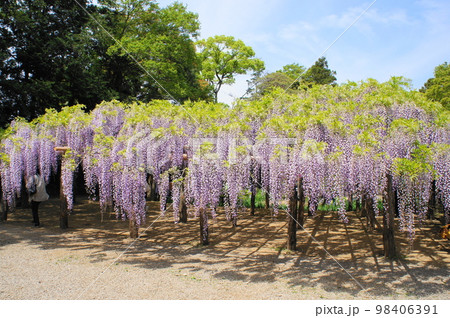 牛島の藤 98406391