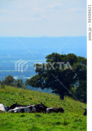 雄大なる十勝平野眺望の大パノラマ牧場!! 98406621