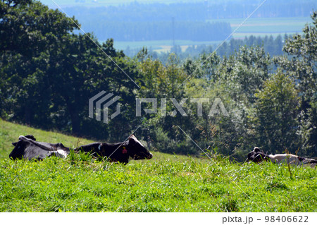 雄大なる十勝平野眺望の大パノラマ牧場!! 98406622