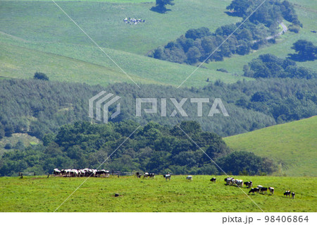 雄大なる十勝平野眺望の大パノラマ牧場!! 98406864