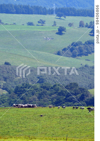 雄大なる十勝平野眺望の大パノラマ牧場!! 98406866