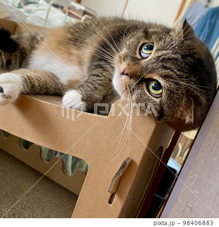 眠そうな顔の猫 98406883