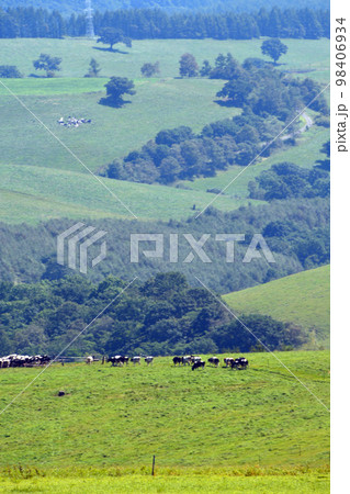 雄大なる十勝平野眺望の大パノラマ牧場!! 98406934