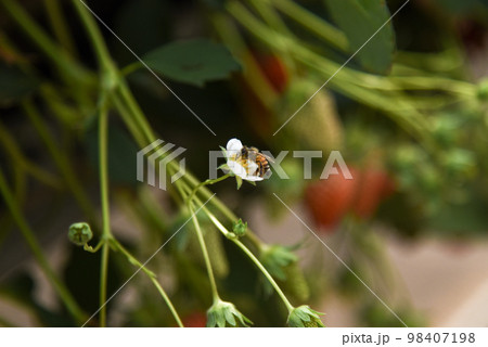 いちごの花とミツバチ いちごの花とミツバチ 98407198