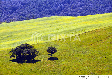 雄大なる十勝平野眺望の大パノラマ牧場!! 98407274