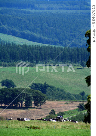 雄大なる十勝平野眺望の大パノラマ牧場!! 98407615