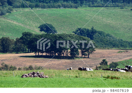 雄大なる十勝平野眺望の大パノラマ牧場!! 98407619