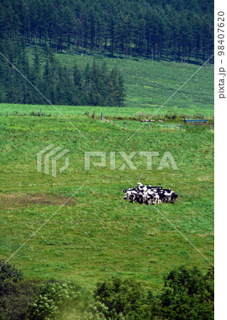 雄大なる十勝平野眺望の大パノラマ牧場!! 98407620