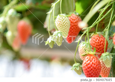 未熟なイチゴ　青いイチゴ 98407685