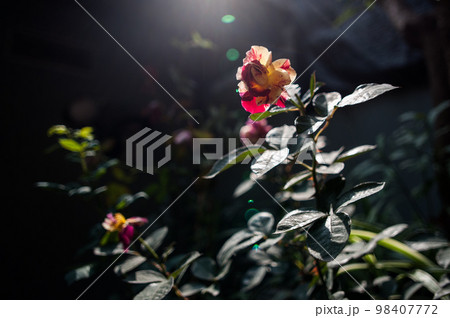 A rose in the garden in the morning under the sun rise A rose in the garden in the morning under the sun rise 98407772