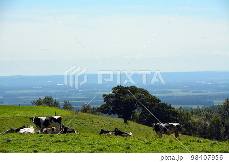 雄大なる十勝平野眺望の大パノラマ牧場!! 98407956