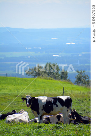 雄大なる十勝平野眺望の大パノラマ牧場!! 雄大なる十勝平野眺望の大パノラマ牧場!! 98407958