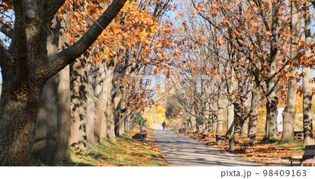 Autumn park alley with orange trees foliage on sunny morning day. Static video. Fall city park landskape in bright sunlight. Fallen oak leaves covered grass. Empty footpath. No people Autumn park alley with orange trees foliage on sunny morning day. Static video. Fall city park landskape in bright sunlight. Fallen oak leaves covered grass. Empty footpath. No people 98409163