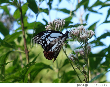 アサギマダラ　チョウ　蝶 98409545