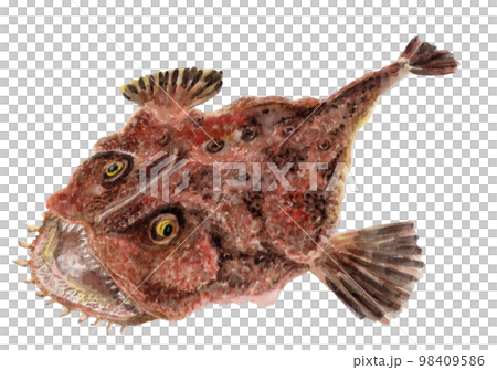 アンコウ 手描き水彩画 98409586
