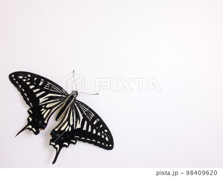 アゲハ蝶　アゲハチョウ　ナミアゲハ　蝶　チョウ 98409620