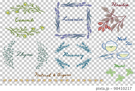 草藥插圖和框架顏色 草藥插圖和框架顏色 98410217