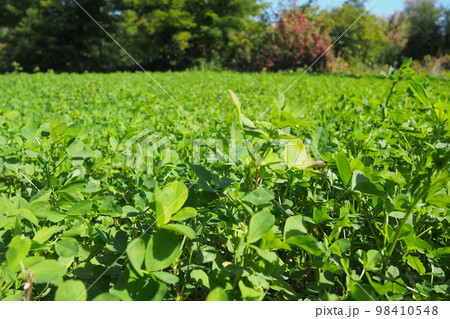 Field with green clover. Organized planting of clover. Clover Trifolium, a genus of plants in the legume family Fabaceae, Moth Faboideae. Agricultural crop honey plant, fodder plant, green manure. 98410548