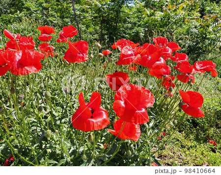 Bush of wild red poppies. Beautiful wildflowers. Blurred background. Poppy field. Delicate poppy petals glisten in the sunlight 98410664
