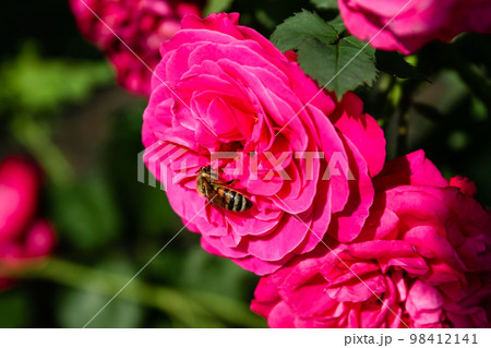 Flowering summer rose in bud Flowering summer rose in bud 98412141