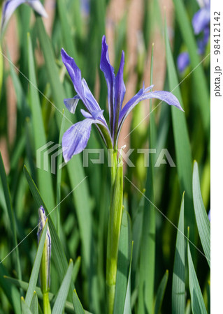 Blooming Iris in lilac color 98412142