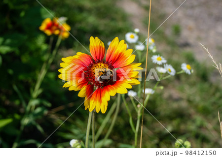 Summer blooming flower with bee Summer blooming flower with bee 98412150