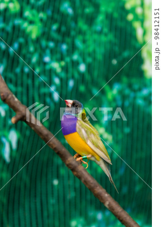 Beautiful birds Guldova Amadina (Erythrura gouldiae) sitting on a branch Beautiful birds Guldova Amadina (Erythrura gouldiae) sitting on a branch 98412151