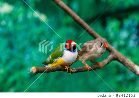 Beautiful birds Guldova Amadina (Erythrura gouldiae) sitting on a branch Beautiful birds Guldova Amadina (Erythrura gouldiae) sitting on a branch 98412153