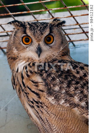 Beautiful owl Beautiful owl 98412162
