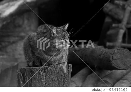 Forest cat sitting on a stump close up Forest cat sitting on a stump close up 98412163
