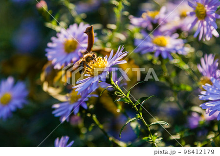 Field flowers on which insects and bees sit close up Field flowers on which insects and bees sit close up 98412179