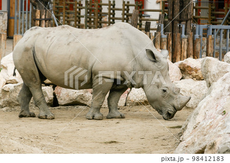 White rhinoceros in the zoo White rhinoceros in the zoo 98412183