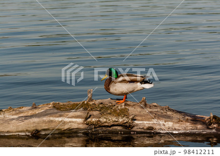 Drake sit on a log 98412211