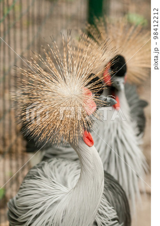 Gray Crowned Crane close-up Gray Crowned Crane close-up 98412212