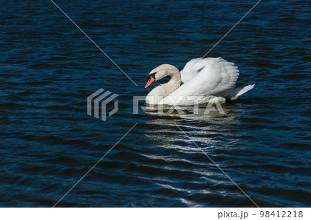 Beautiful swan floats on the lake 98412218