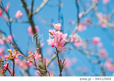 沖縄で開花し始めたピンク色の寒緋桜の花 沖縄で開花し始めたピンク色の寒緋桜の花 98412668