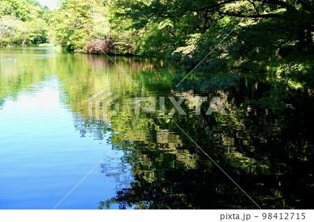 軽井沢　雲場池の風景　水鏡 98412715