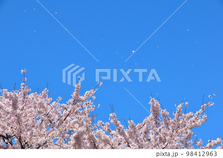 桜吹雪　染井吉野 98412963